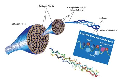 Collagen:  Een veelzijdige biomateriaal met een lange geschiedenis in de medische wereld!