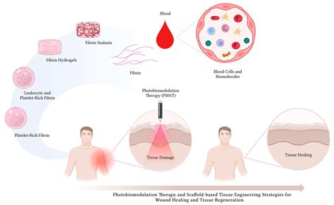  Fibrin: De Eiwitwonder in Weefselregeneratie en Medicinale Toepassingen!