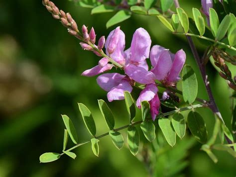 Indigofera Tinctoria: De Oorsprong van Blauw en een Biologische Wonder!